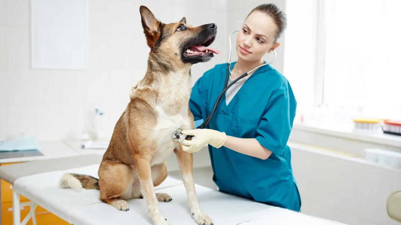 Nombres bonitos para clínicas veterinarias